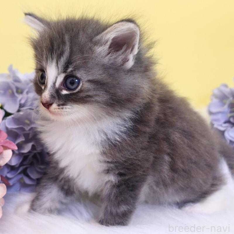 販売中の神奈川県のノルウェージャンフォレストキャット-135569の9枚目