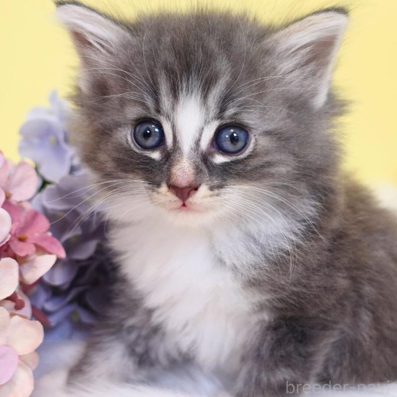 販売中の神奈川県のノルウェージャンフォレストキャット-135569の8枚目