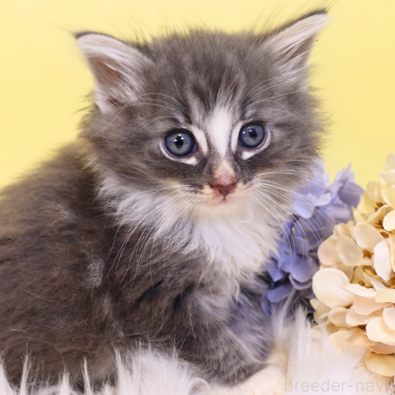 販売中の神奈川県のノルウェージャンフォレストキャット-135569の7枚目