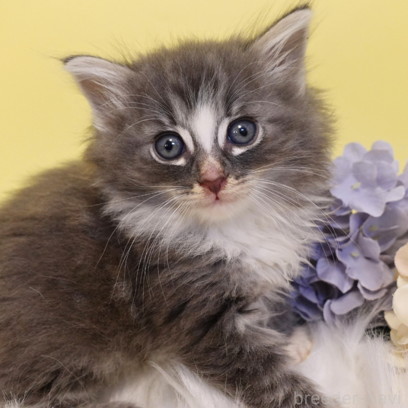 販売中の神奈川県のノルウェージャンフォレストキャット-135569の6枚目