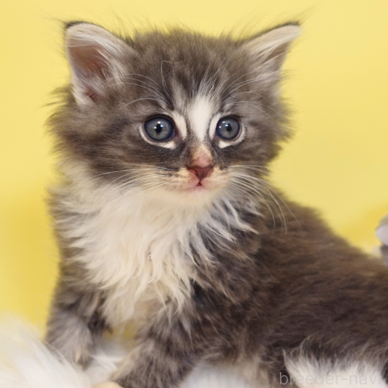 販売中の神奈川県のノルウェージャンフォレストキャット-135569の5枚目