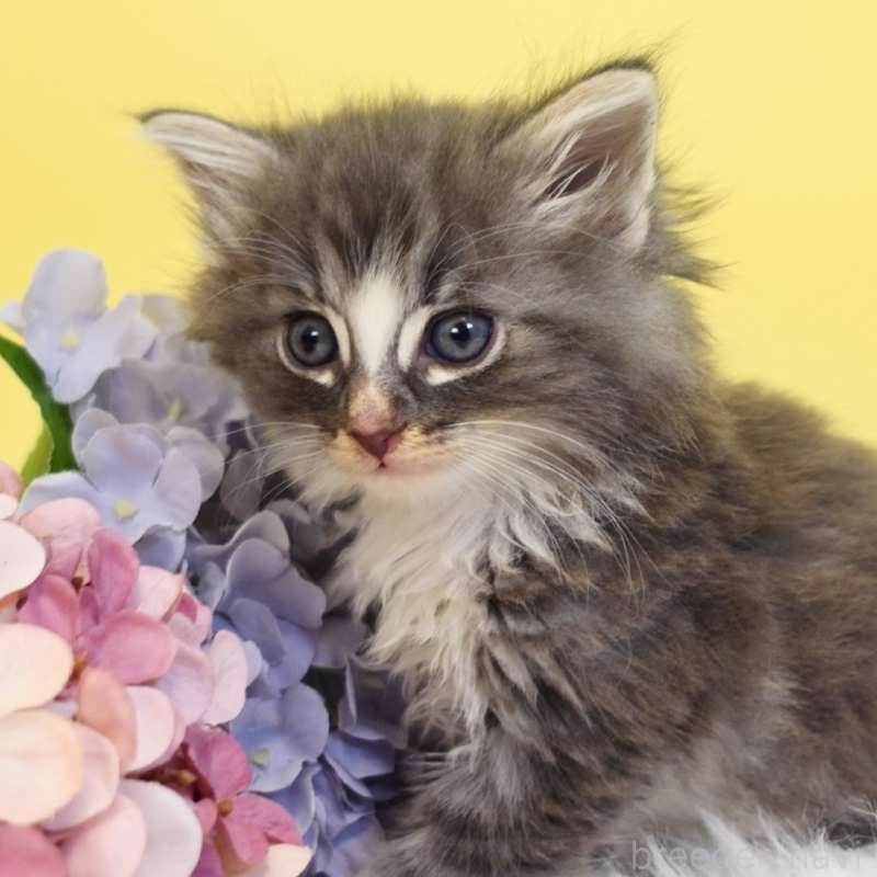 販売中の神奈川県のノルウェージャンフォレストキャット-135569の4枚目