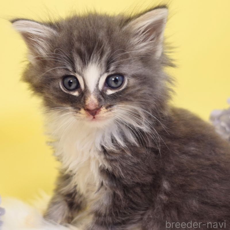販売中の神奈川県のノルウェージャンフォレストキャット-135569の3枚目