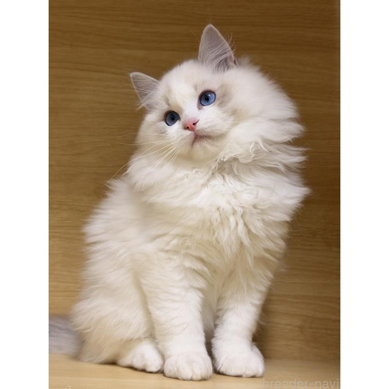 販売中の神奈川県のラグドール-131411