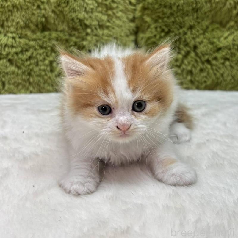 販売中の愛知県のマンチカン-135570の2枚目