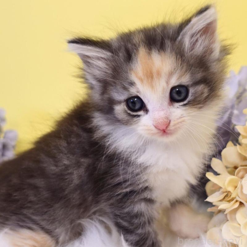 販売中の神奈川県のノルウェージャンフォレストキャット-135571の6枚目