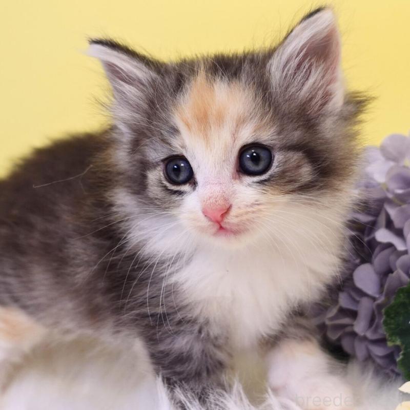 販売中の神奈川県のノルウェージャンフォレストキャット-135571の5枚目