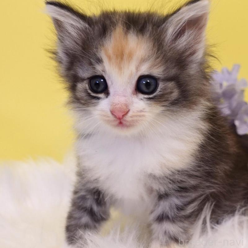 販売中の神奈川県のノルウェージャンフォレストキャット-135571の4枚目