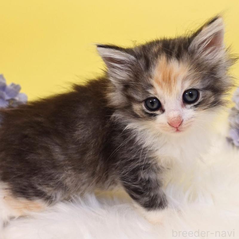 販売中の神奈川県のノルウェージャンフォレストキャット-135571の3枚目