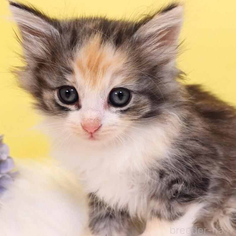 販売中の神奈川県のノルウェージャンフォレストキャット-135571の2枚目