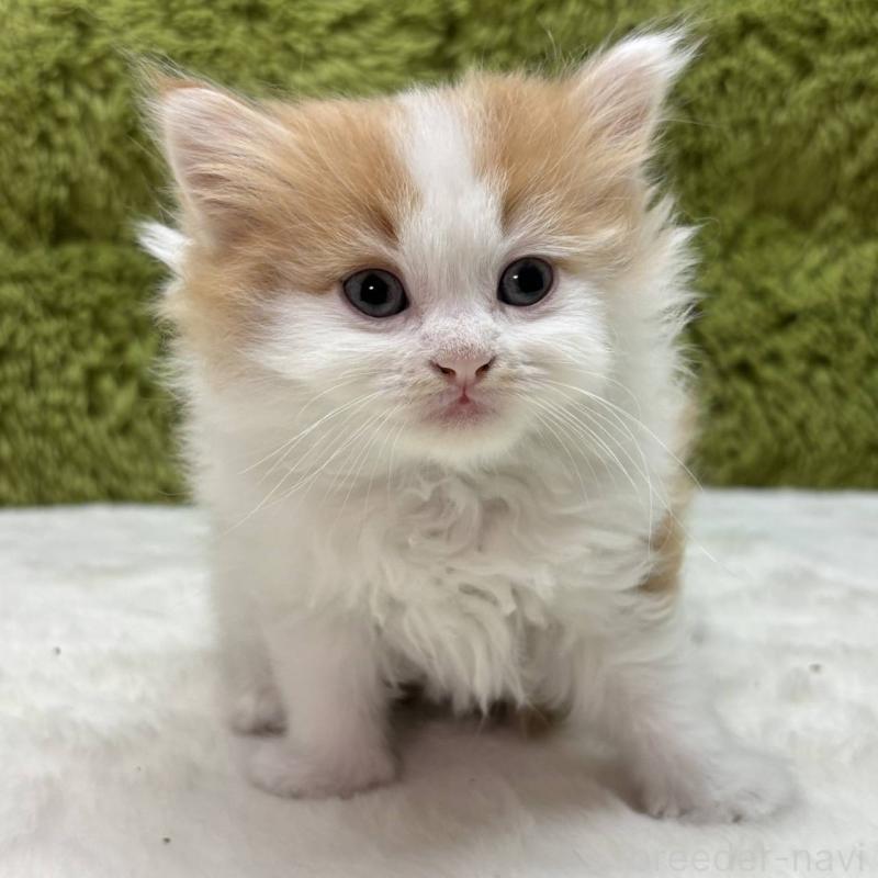 販売中の愛知県のマンチカン-135572の2枚目