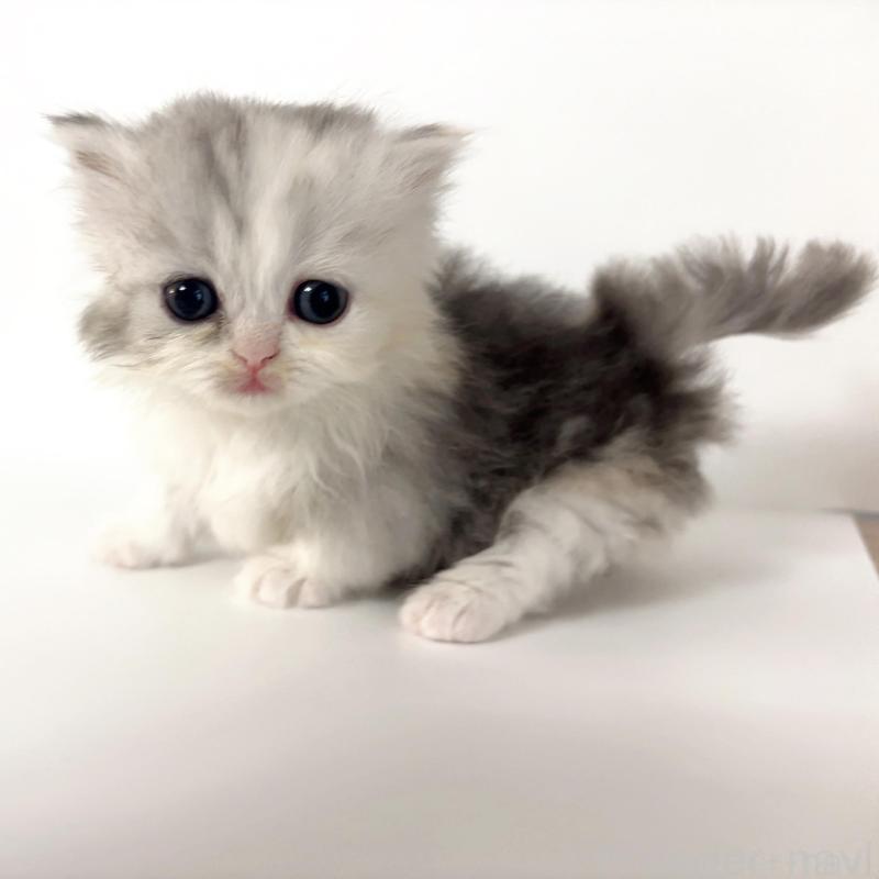 販売中の愛知県のミヌエット(短足)-135573の1枚目