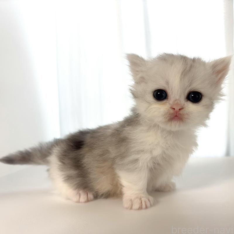 販売中の愛知県のミヌエット(短足)-135574