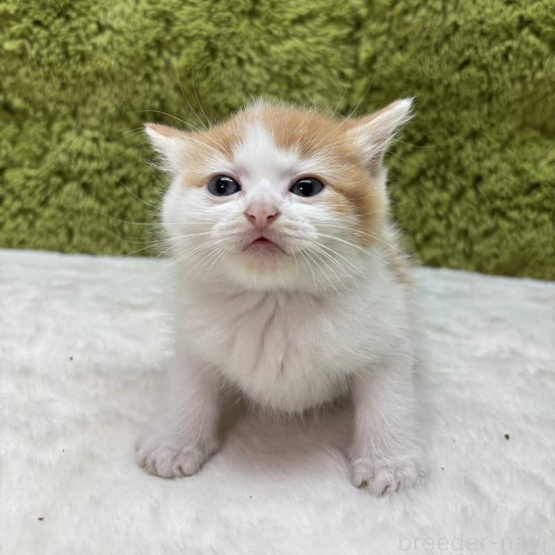 販売中の愛知県のマンチカン-135575の2枚目