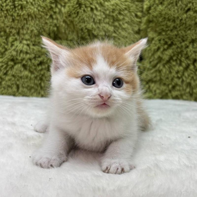 販売中の愛知県のマンチカン-135575の1枚目