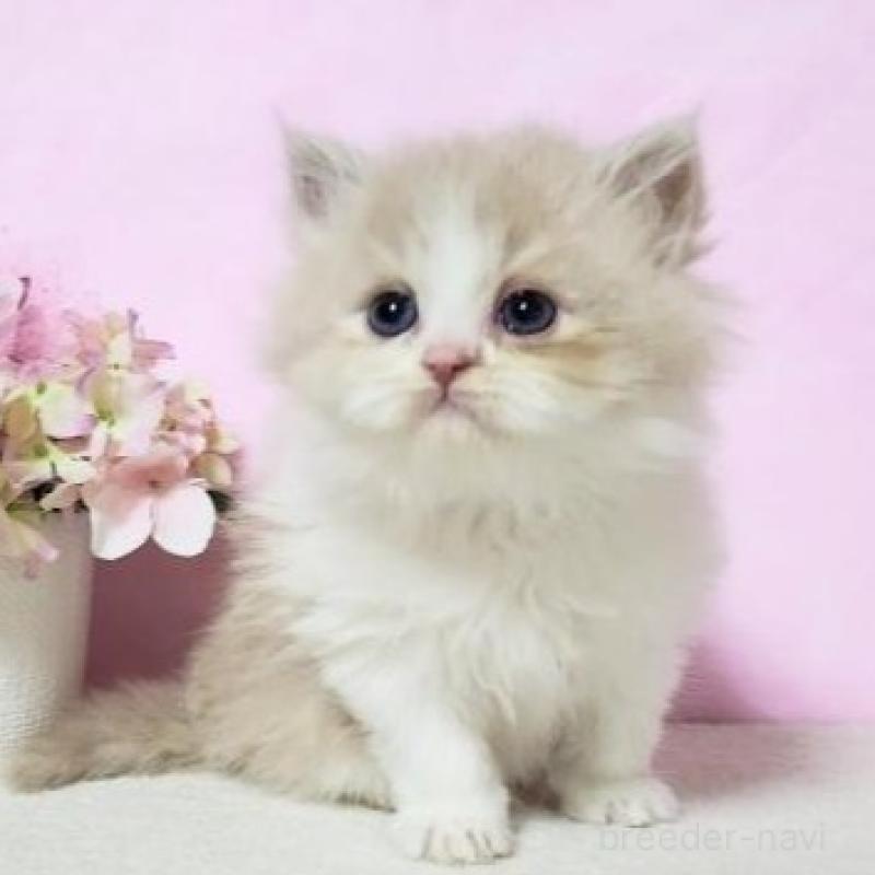 販売中の群馬県のミヌエット-135579