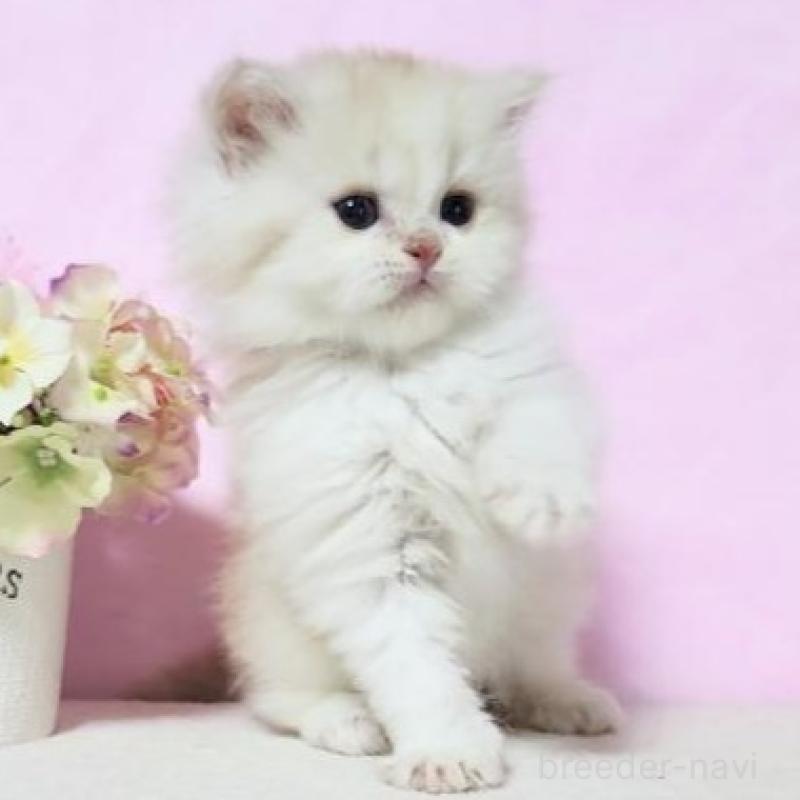 販売中の群馬県のミヌエット-135581