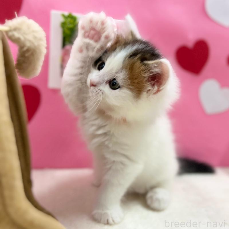 販売中の神奈川県のスコティッシュフォールド-135582の10枚目