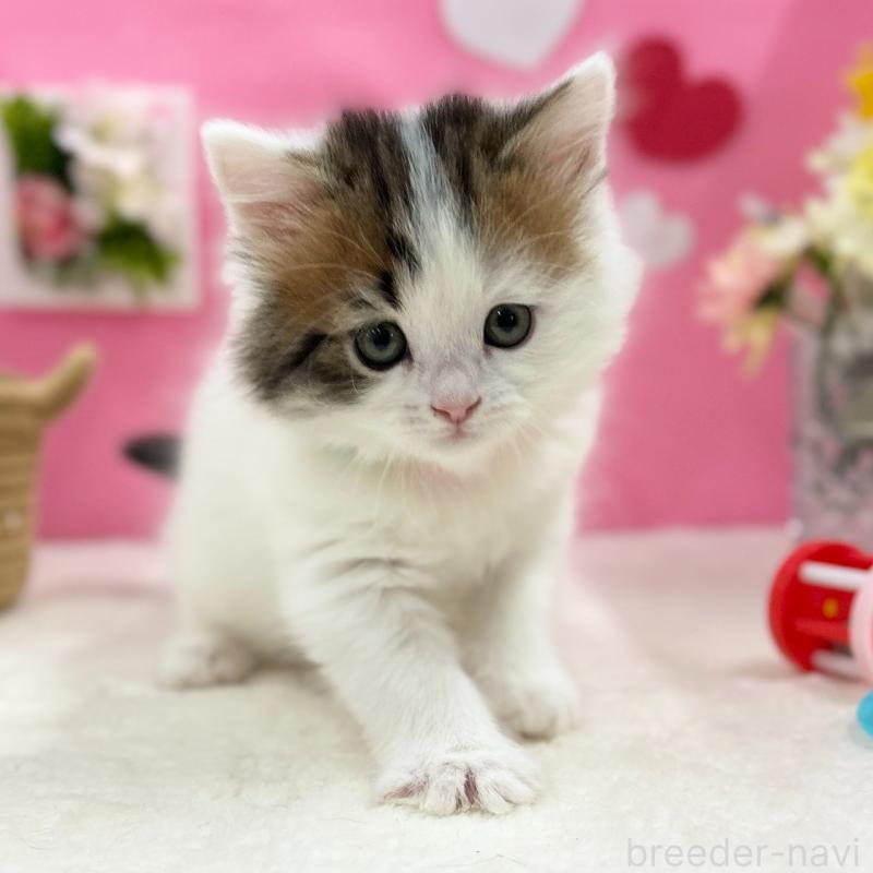 販売中の神奈川県のスコティッシュフォールド-135582の9枚目