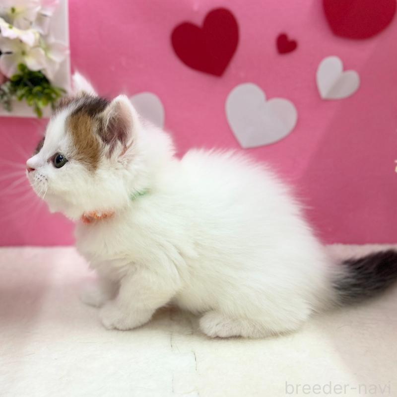 販売中の神奈川県のスコティッシュフォールド-135582の8枚目