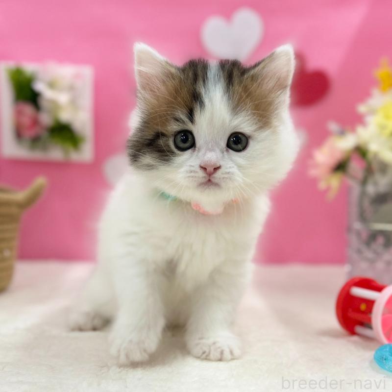 販売中の神奈川県のスコティッシュフォールド-135582の6枚目