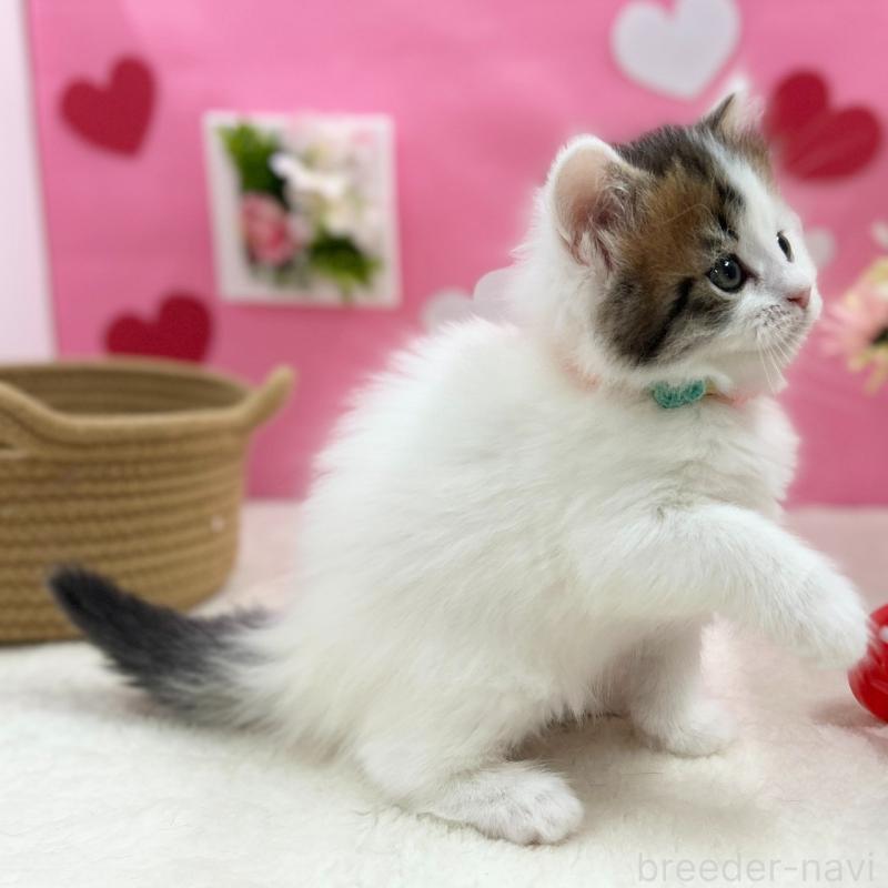 販売中の神奈川県のスコティッシュフォールド-135582の5枚目