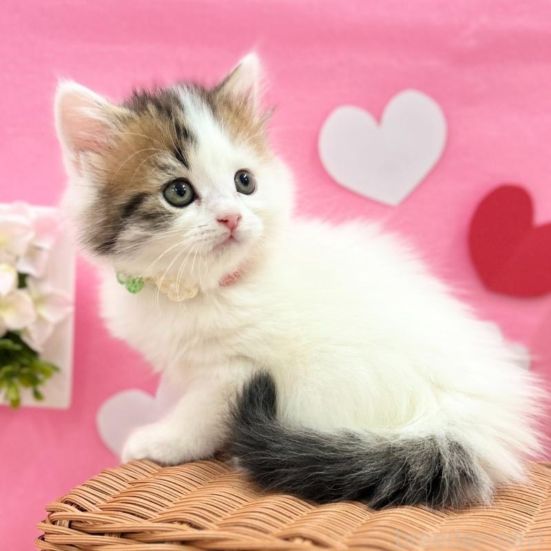 販売中の神奈川県のスコティッシュフォールド-135582の4枚目