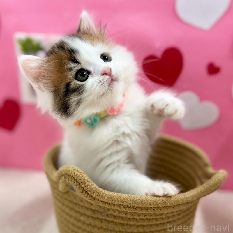 販売中の神奈川県のスコティッシュフォールド-135582の3枚目