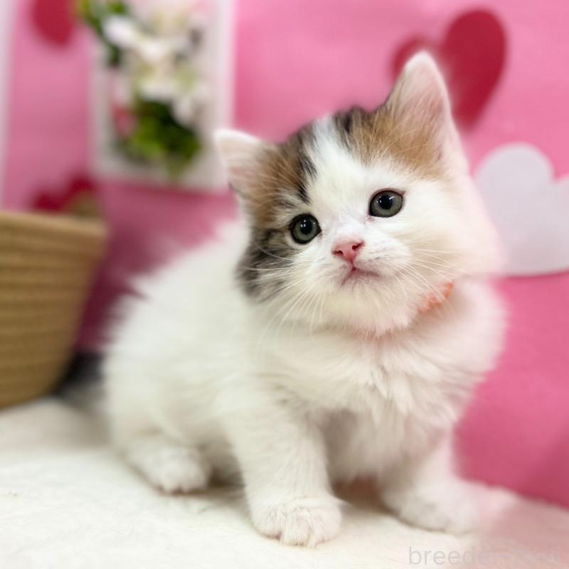 販売中の神奈川県のスコティッシュフォールド-135582の2枚目