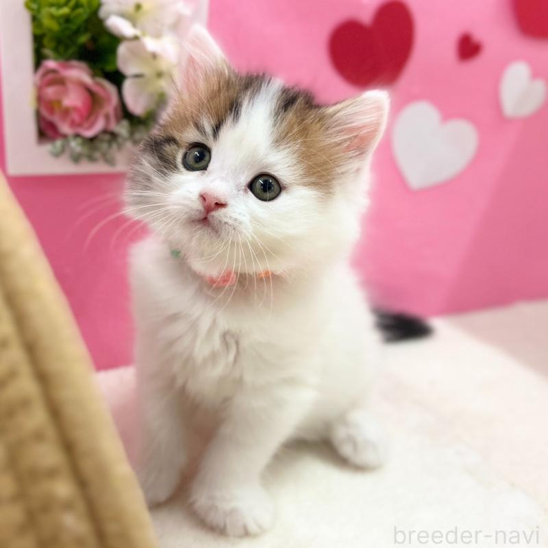 販売中の神奈川県のスコティッシュフォールド-135582