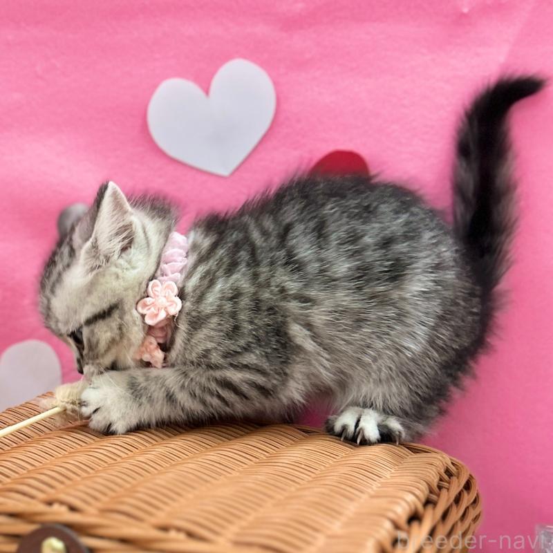 販売中の神奈川県のスコティッシュフォールド-135583の10枚目