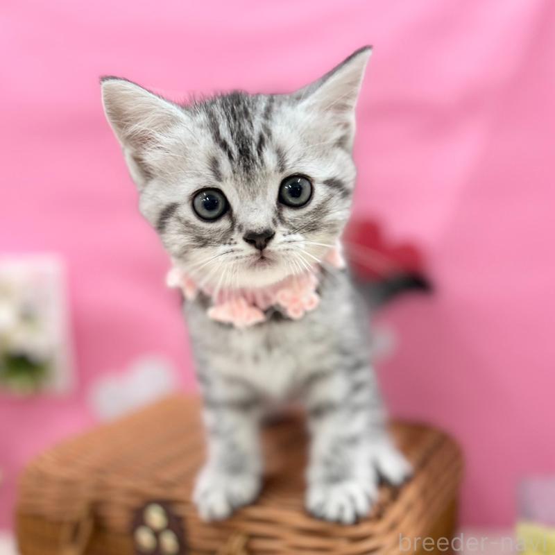 販売中の神奈川県のスコティッシュフォールド-135583の9枚目