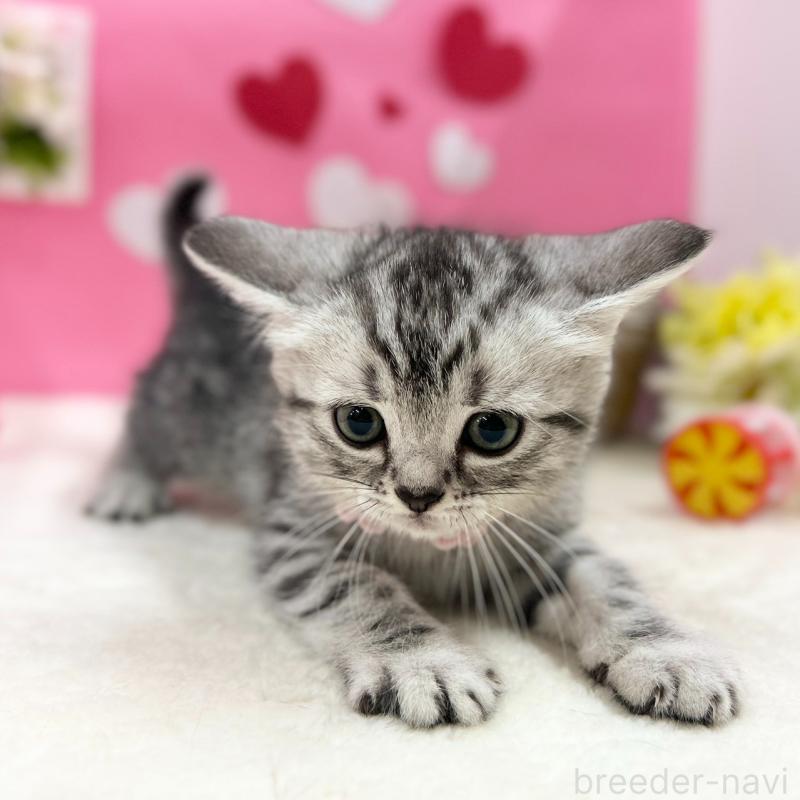 販売中の神奈川県のスコティッシュフォールド-135583の8枚目