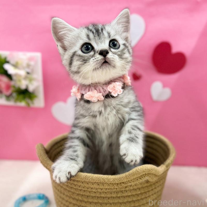 販売中の神奈川県のスコティッシュフォールド-135583の7枚目