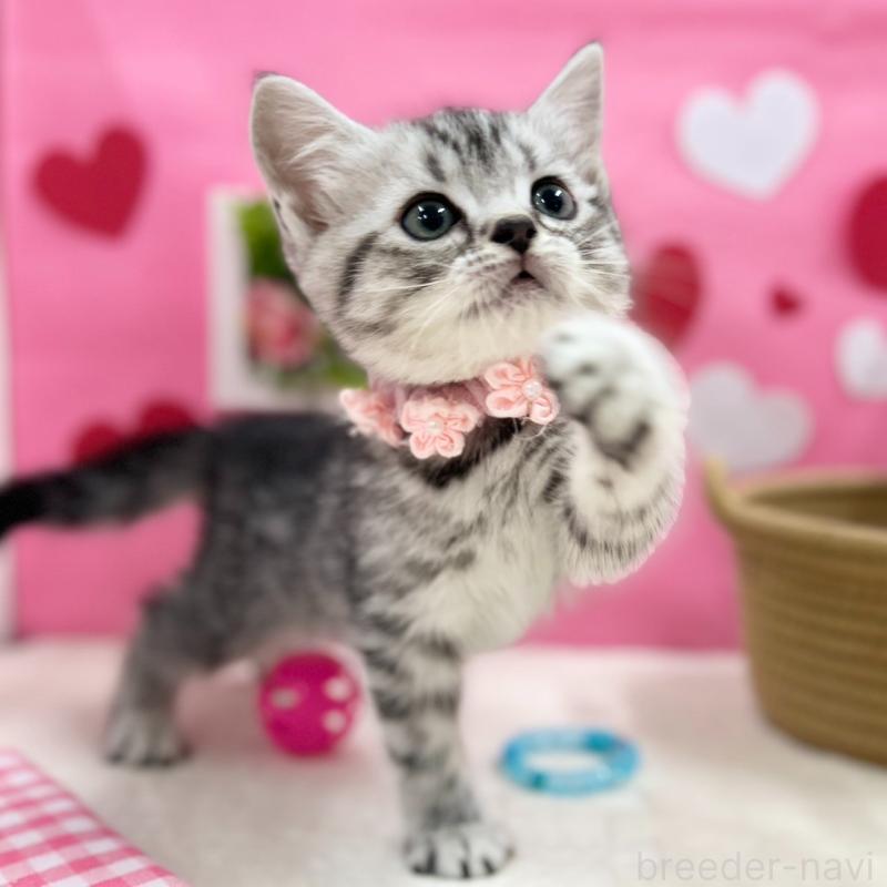 販売中の神奈川県のスコティッシュフォールド-135583の6枚目