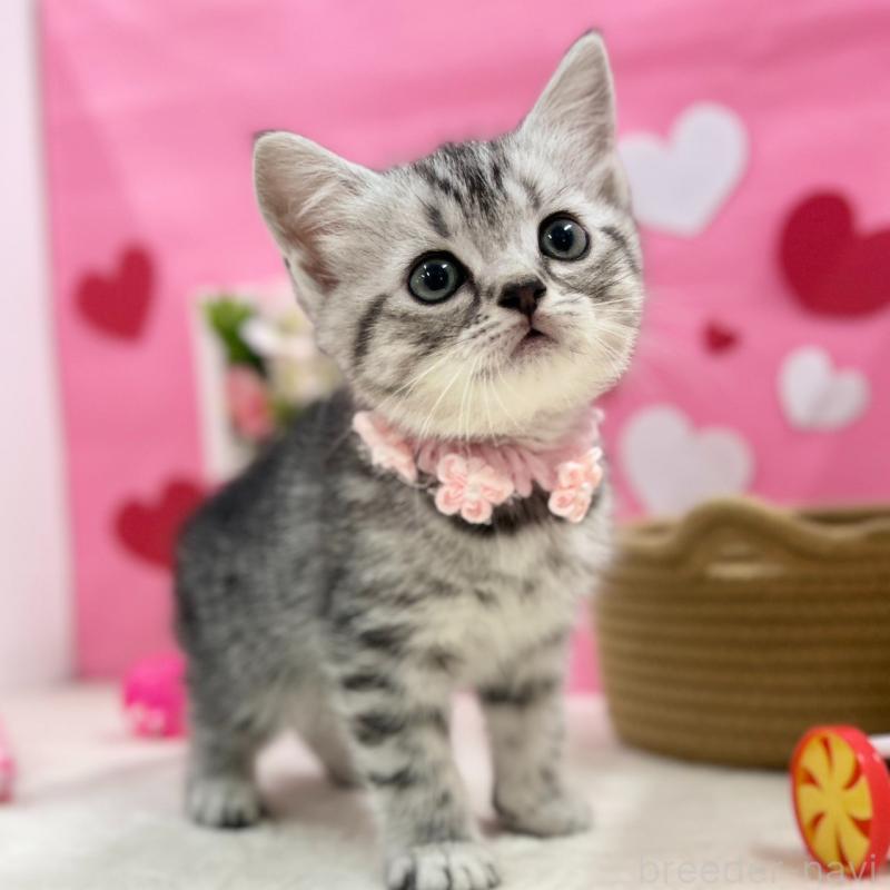 販売中の神奈川県のスコティッシュフォールド-135583の5枚目