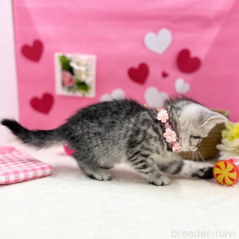 販売中の神奈川県のスコティッシュフォールド-135583の3枚目