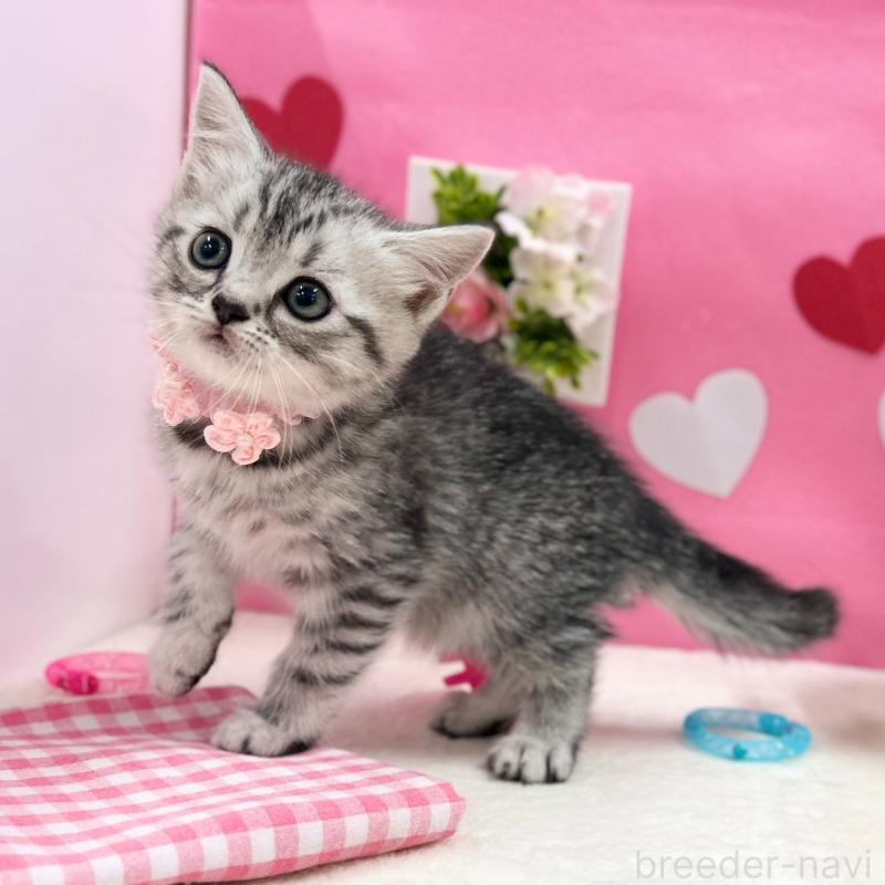 販売中の神奈川県のスコティッシュフォールド-135583の4枚目