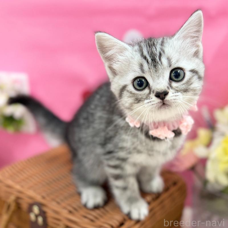 販売中の神奈川県のスコティッシュフォールド-135583の2枚目