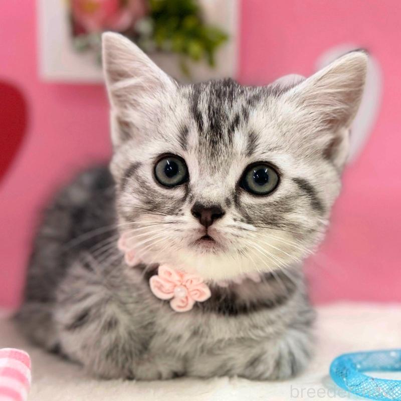 販売中の神奈川県のスコティッシュフォールド-135583