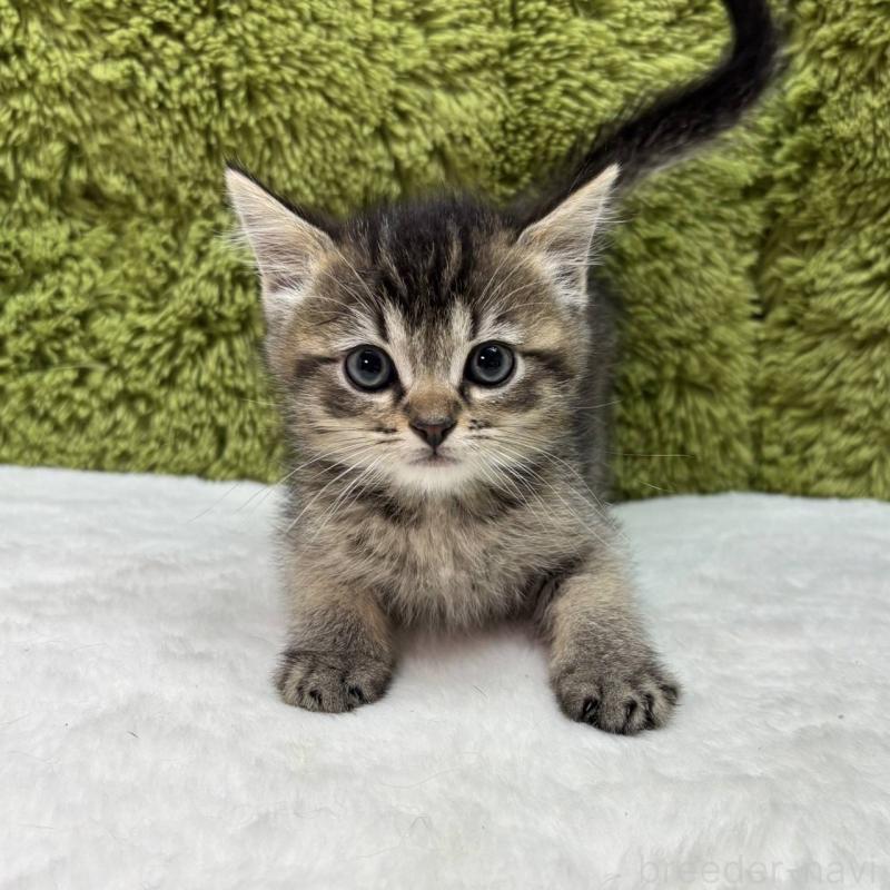 販売中の愛知県のマンチカン-135584の2枚目