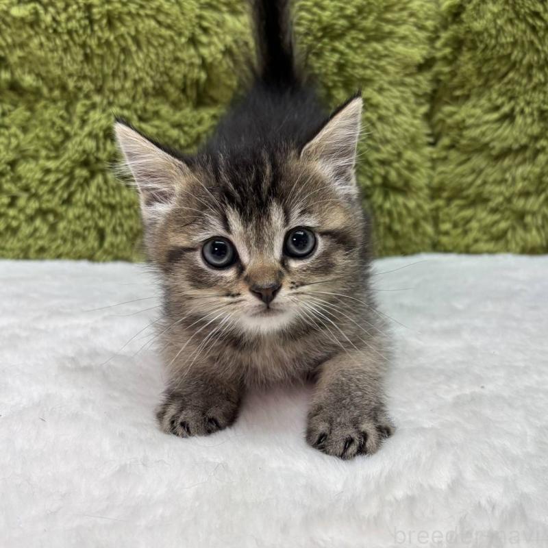 販売中の愛知県のマンチカン-135584の1枚目