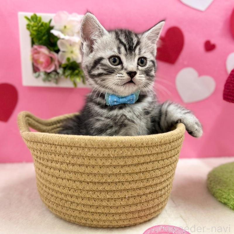 販売中の神奈川県のスコティッシュフォールド-135585の9枚目