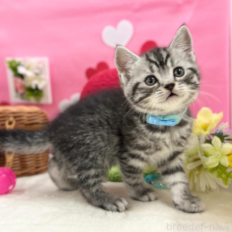 販売中の神奈川県のスコティッシュフォールド-135585の8枚目