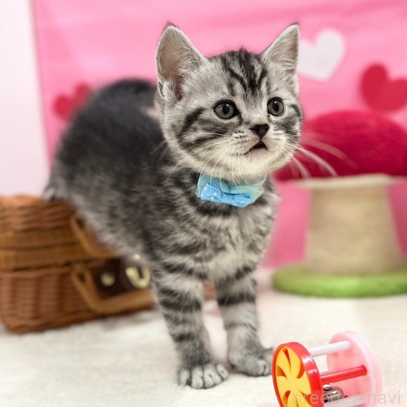 販売中の神奈川県のスコティッシュフォールド-135585の7枚目