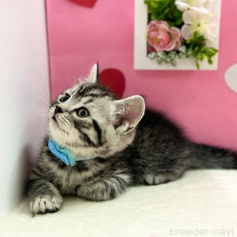 販売中の神奈川県のスコティッシュフォールド-135585の4枚目