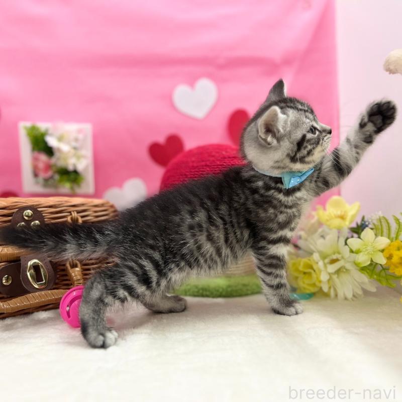 販売中の神奈川県のスコティッシュフォールド-135585の5枚目