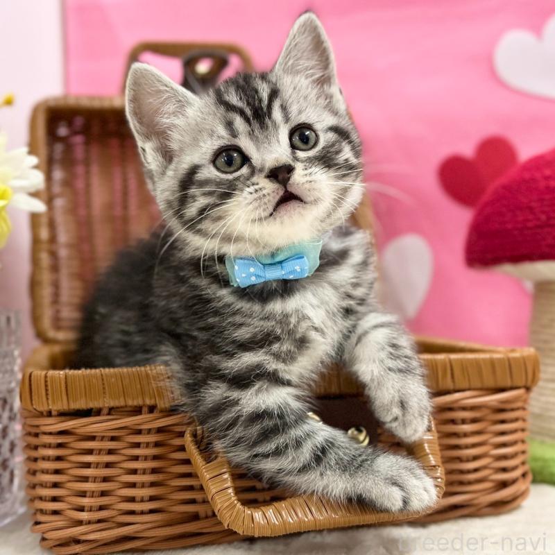 販売中の神奈川県のスコティッシュフォールド-135585の3枚目