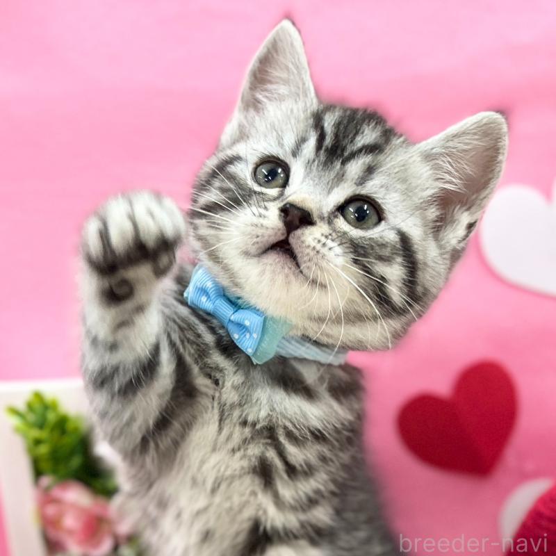 販売中の神奈川県のスコティッシュフォールド-135585