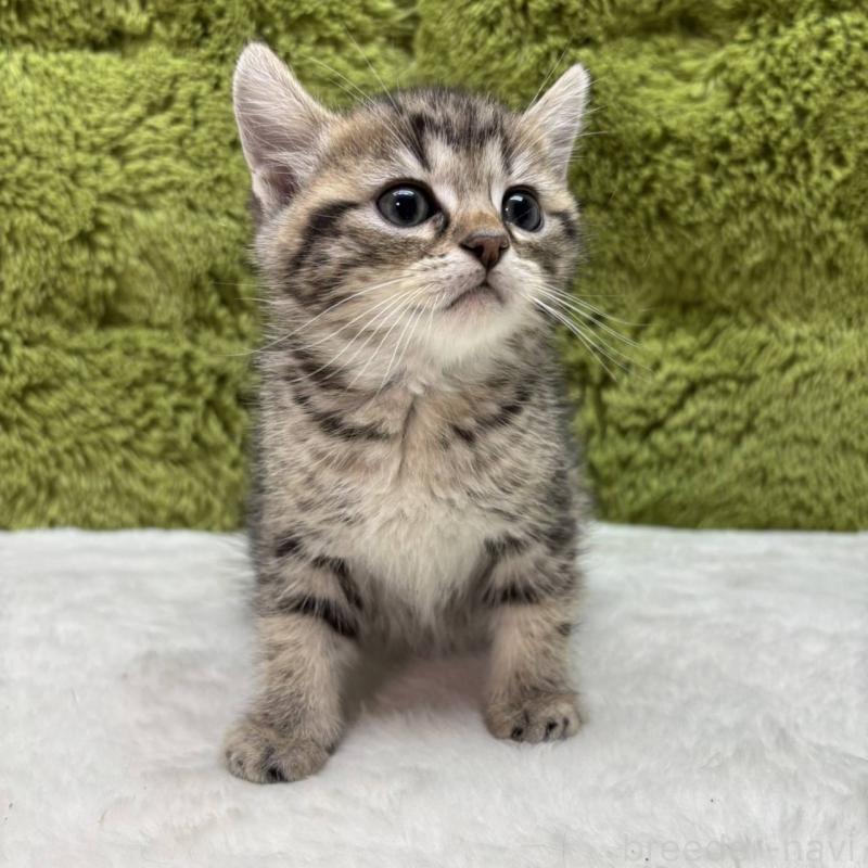 販売中の愛知県のマンチカン-135586の1枚目